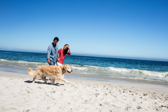 可爱的夫妇在海滩上遛狗