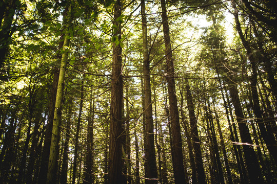 阳光照射下的森林中的高大树木