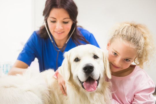 女孩和兽医检查狗的身体