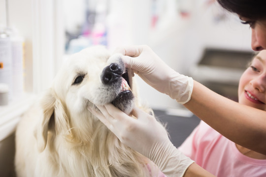 兽医检查拉布拉多寻回犬的牙齿