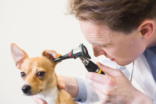 兽医用耳镜检查狗的耳朵