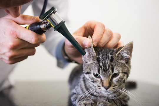 兽医用耳镜检查小猫的耳朵