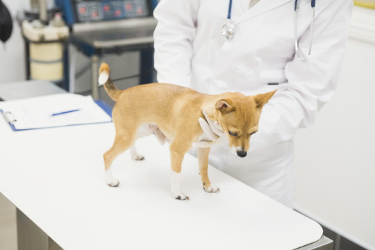 兽医检查犬中段