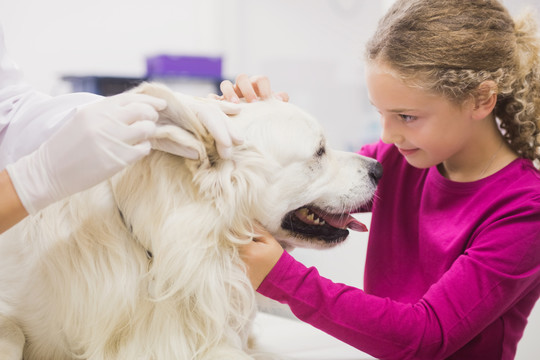 兽医检查宠物狗的耳朵