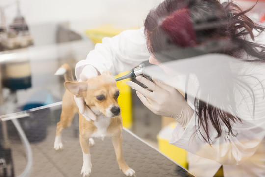 兽医用耳镜检查狗的耳朵