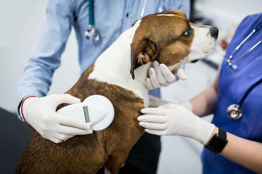 兽医检查犬中段