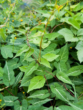 药用植物何首乌