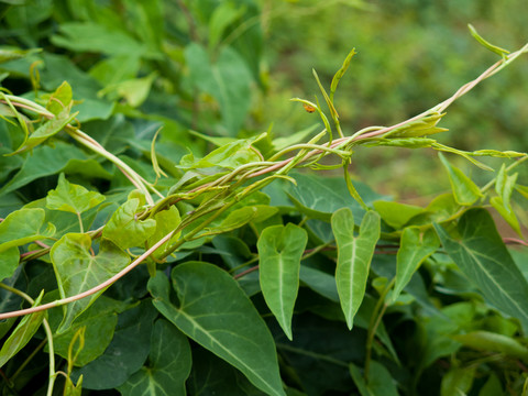 药用植物何首乌