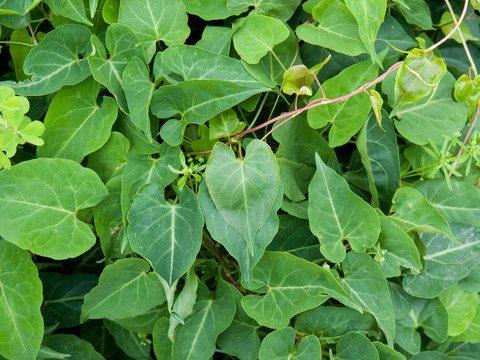 药用植物何首乌