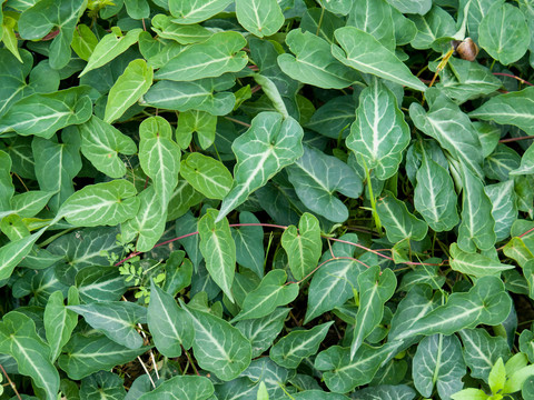 药用植物何首乌