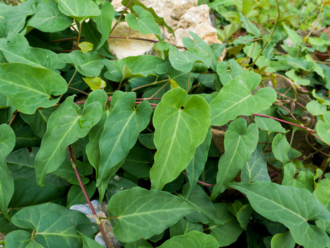 药用植物何首乌