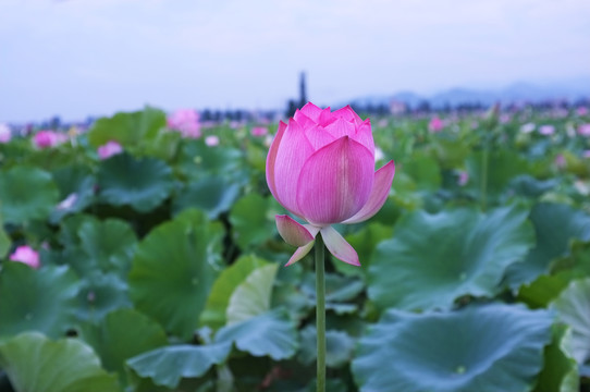 意境荷花