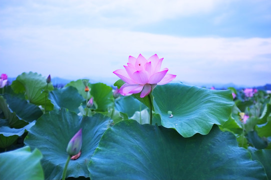 意境荷花风景画