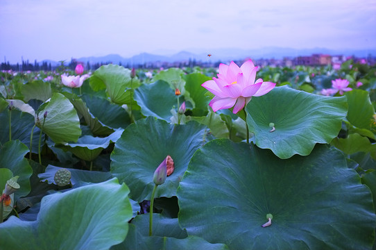 荷花