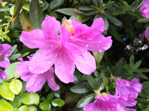 杜鹃花漂亮
