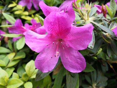春天杜鹃花