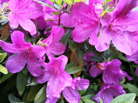 杜鹃花夏天
