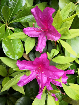 杜鹃花植物美丽