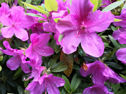 杜鹃花美丽花