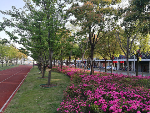 杜鹃花盛开的市民公园
