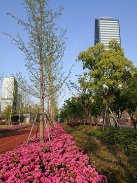 杜鹃花盛开季节的市民公园