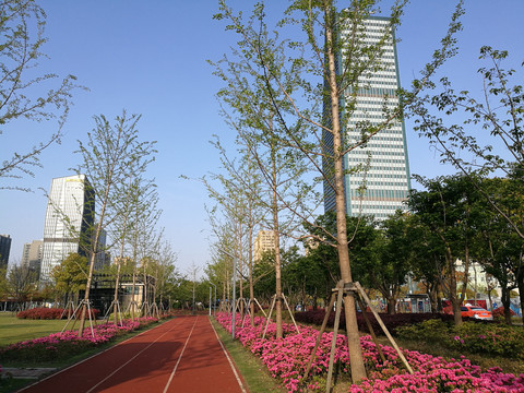 杜鹃花盛开季节的市民公园