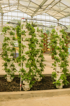 温室大棚立体种植草莓