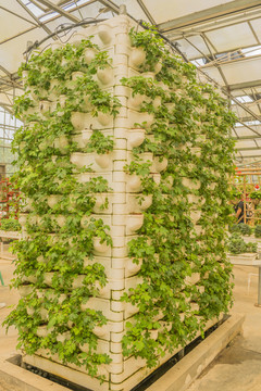 温室大棚立体种植草莓