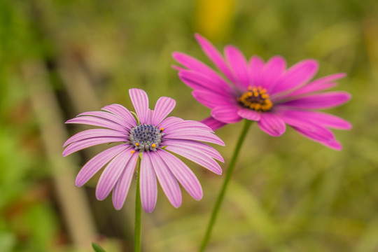 蓝目菊