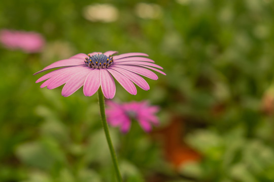 蓝目菊