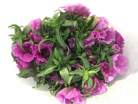 石竹花