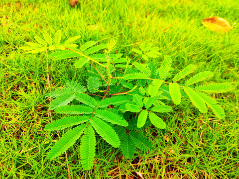 夫妻草