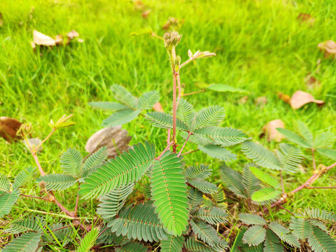 含羞草