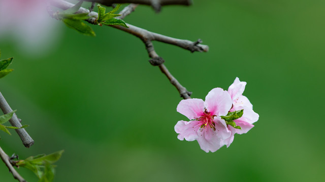 一支盛开的桃花