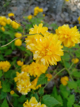 黄花