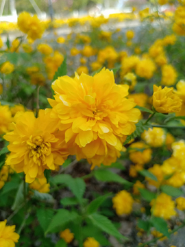黄花