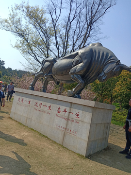 牛