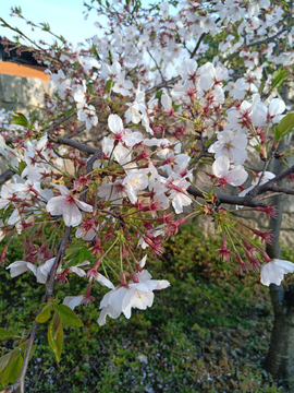 花朵