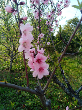 花朵