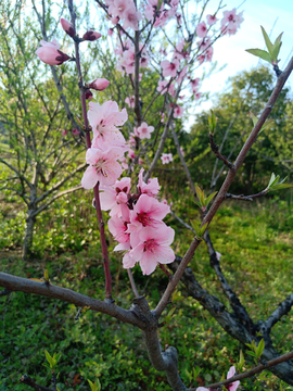 花朵