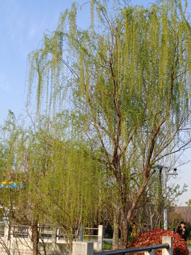 柳树