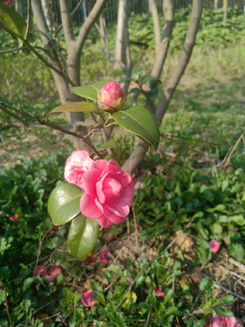 红花