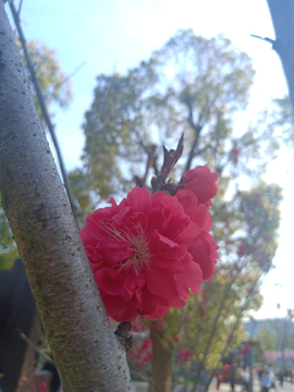 红花