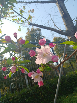 花朵