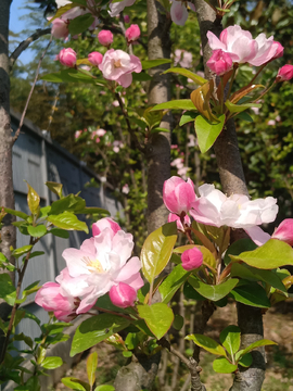 花朵