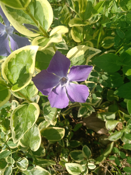 花朵