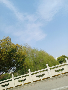 柳树