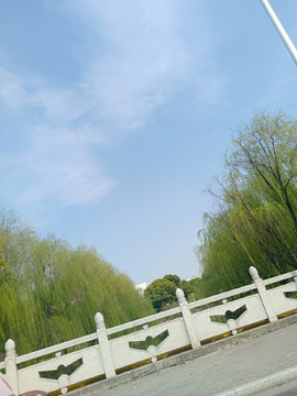 柳树
