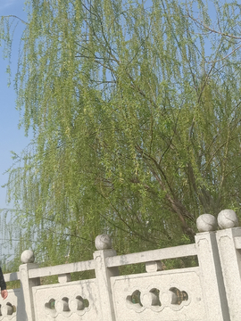柳树