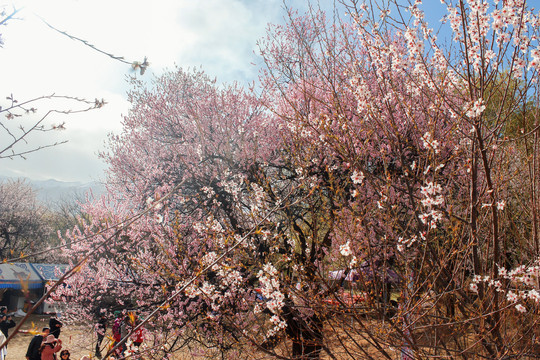 桃花